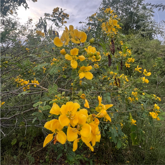 Avaram Senna Tree Shrub