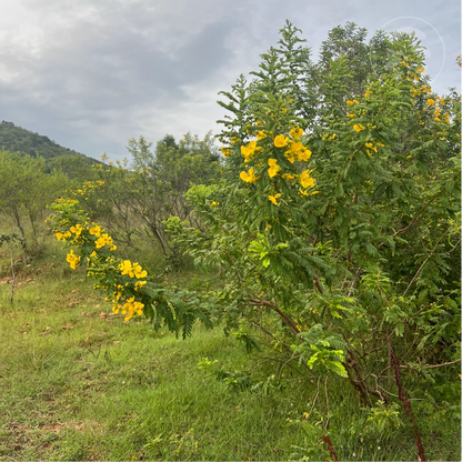 Avaram Senna Tree Shrub
