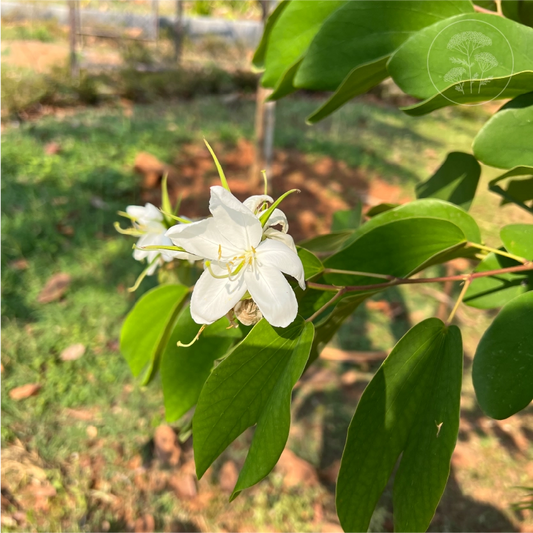Bauhinia White Tree Shrub