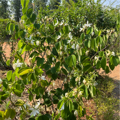 Bauhinia White Tree Shrub
