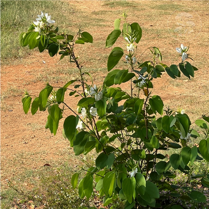 Bauhinia White Tree Shrub