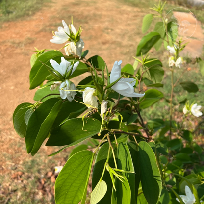 Bauhinia White Tree Shrub