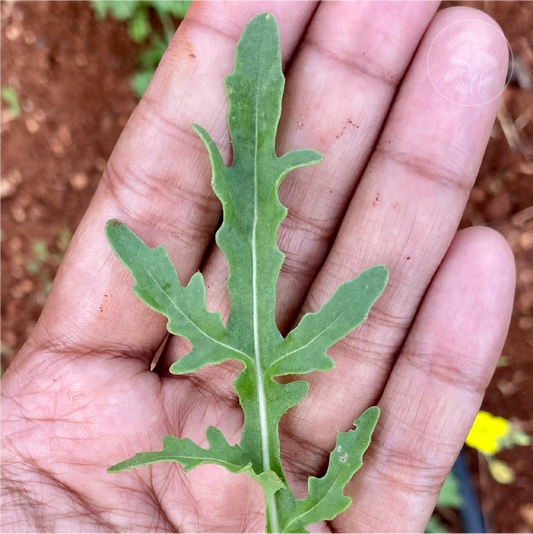 Bellezia Arugula
