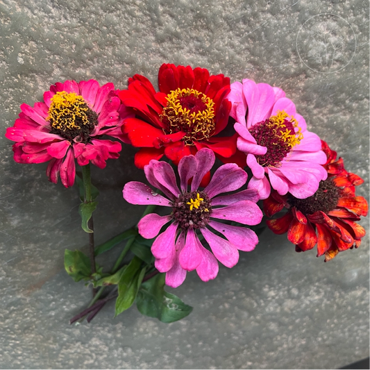 Berry Basket Zinnia