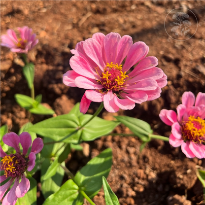 Berry Basket Zinnia