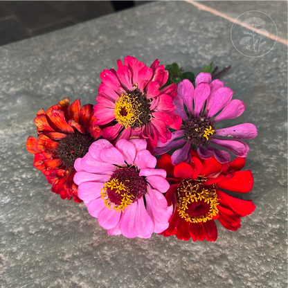 Berry Basket Zinnia