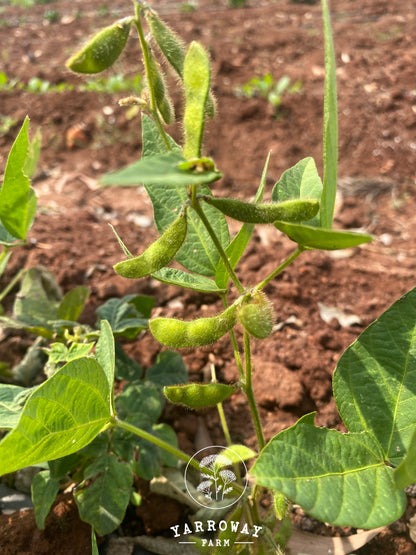 Bhatt - Black Soy Bush Bean