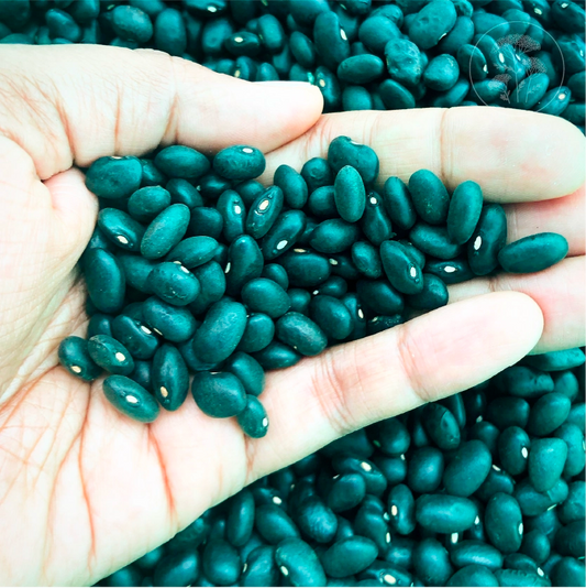 Black Turtle - Bush Bean