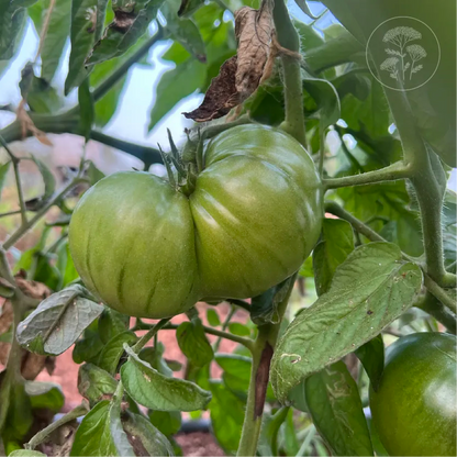 Black Brandywine Tomato