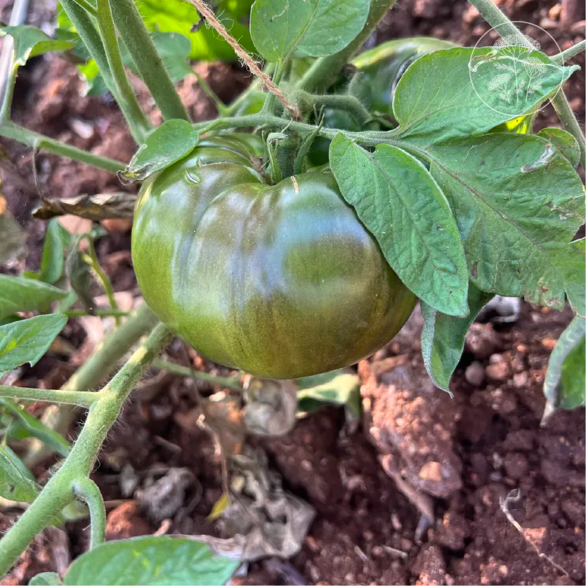 Black Brandywine Tomato