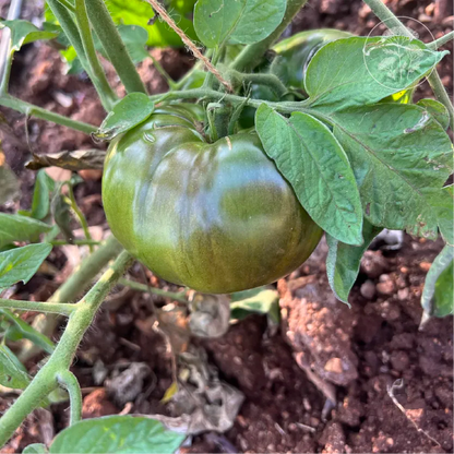 Black Brandywine Tomato
