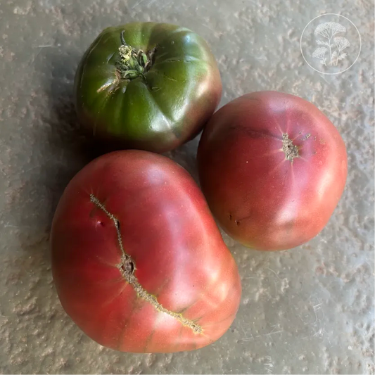Black Brandywine Tomato