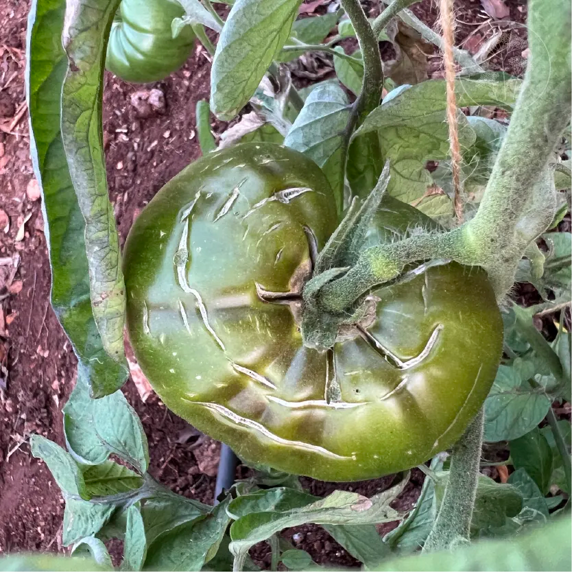 Black Brandywine Tomato