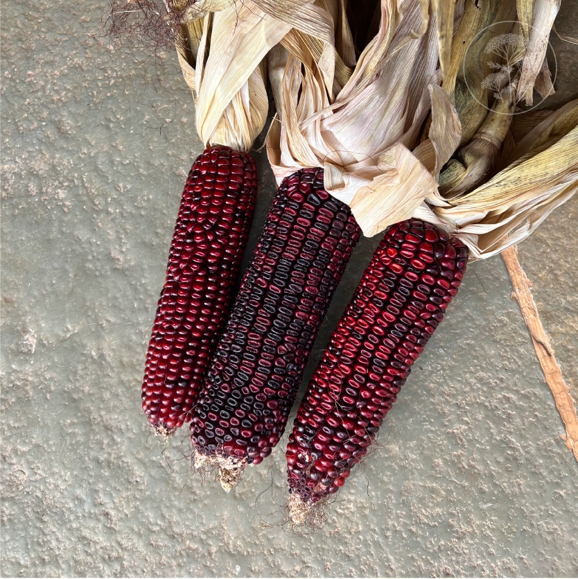 Bloody Butcher Dent Corn