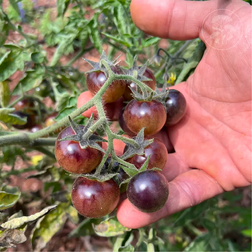 Blue Cream Berries Tomato