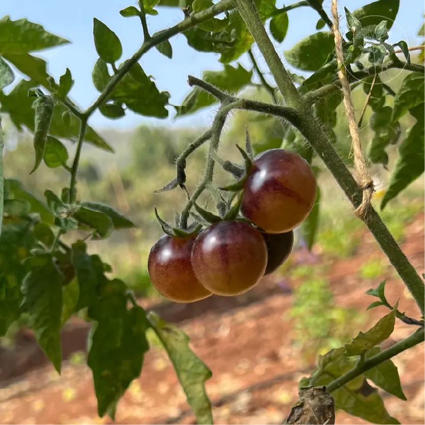 Blue Cream Berries Tomato