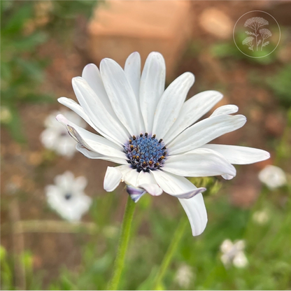 Blue Disc African Daisy