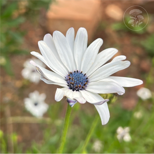 Blue Disc African Daisy