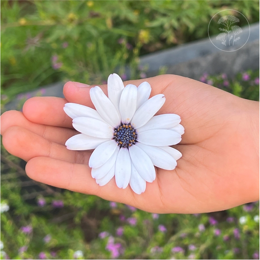 Blue Disc African Daisy