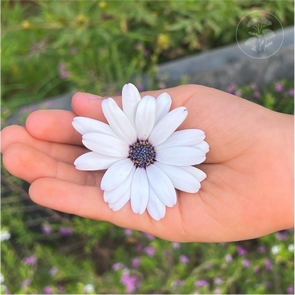 Blue Disc African Daisy