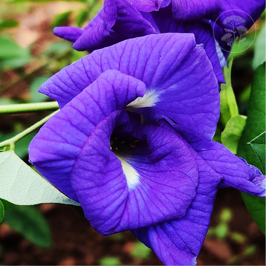 Blue Queen Double Butterfly Pea