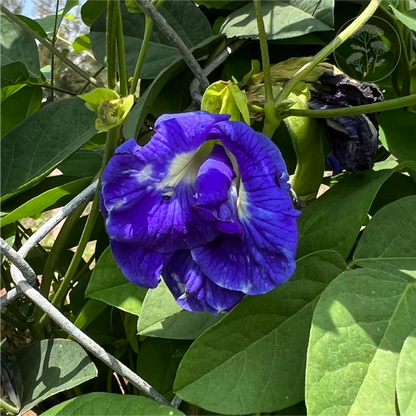 Blue Queen Double Butterfly Pea