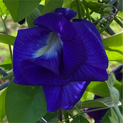 Blue Queen Double Butterfly Pea