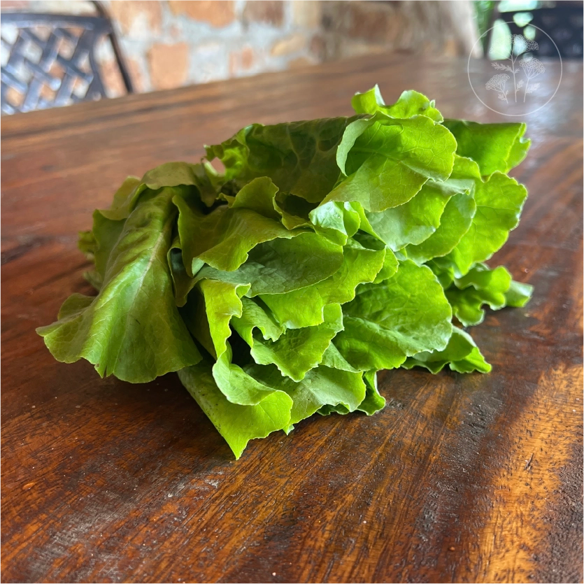 Buttercrunch Lettuce