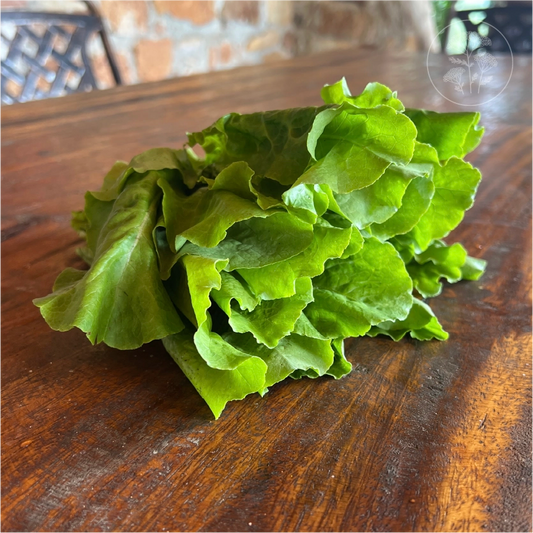 Buttercrunch Lettuce