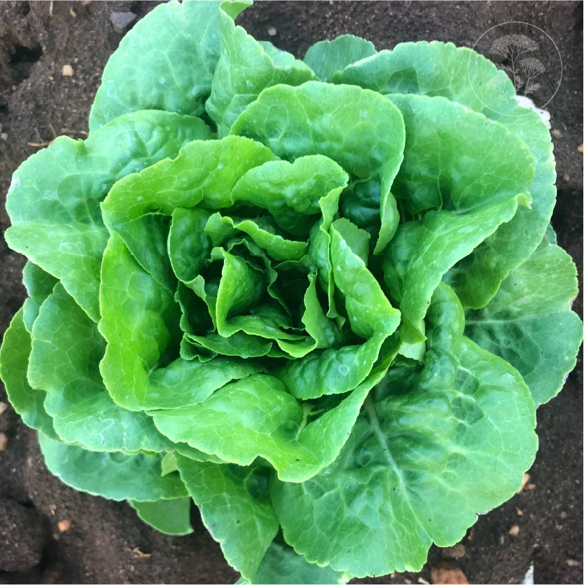 Buttercrunch Lettuce