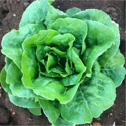 Buttercrunch Lettuce