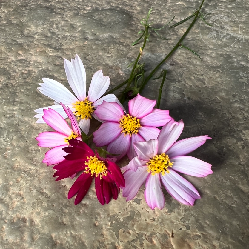 Candy Stripe Cosmos