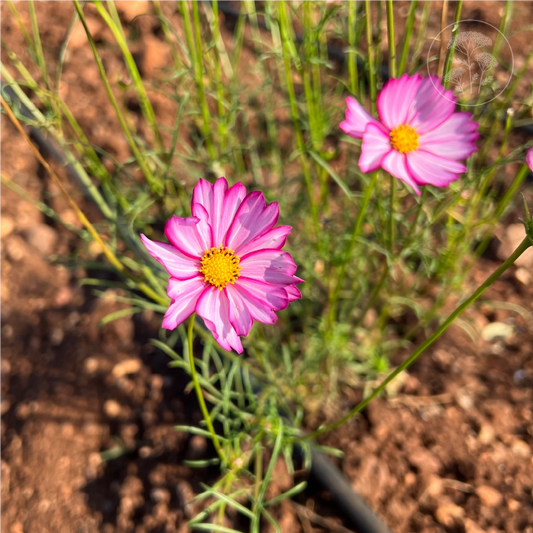 Candy Stripe Cosmos