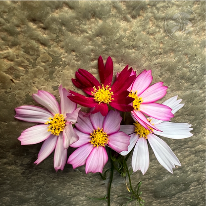 Candy Stripe Cosmos