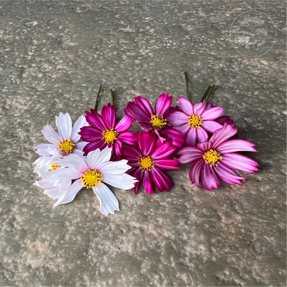 Candy Stripe Cosmos