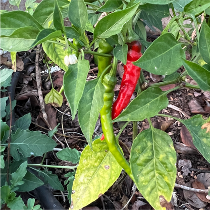 Cayenne Long Thin Hot Pepper