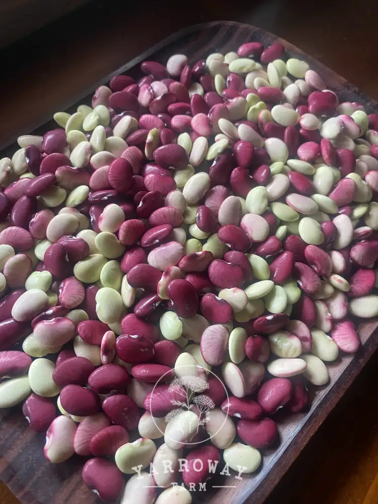 Cheriya Avare Pole Bean Organic Seeds