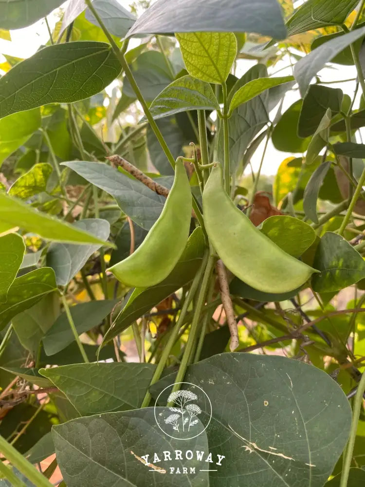 Cheriya Avare Pole Bean Organic Seeds