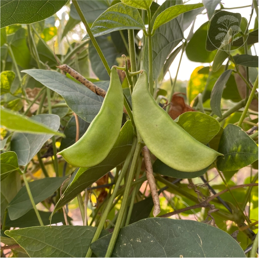 Cheriya Avare Pole Bean