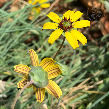 Chocolate  Daisy