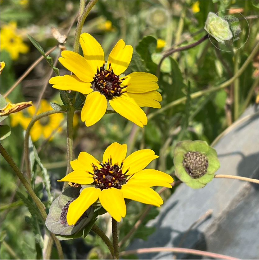 Chocolate  Daisy
