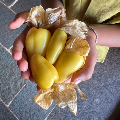 Chupon De Malinalco Tomatillo
