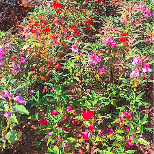 Color Mix Balsam