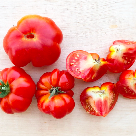 Costoluto Florentino Tomato