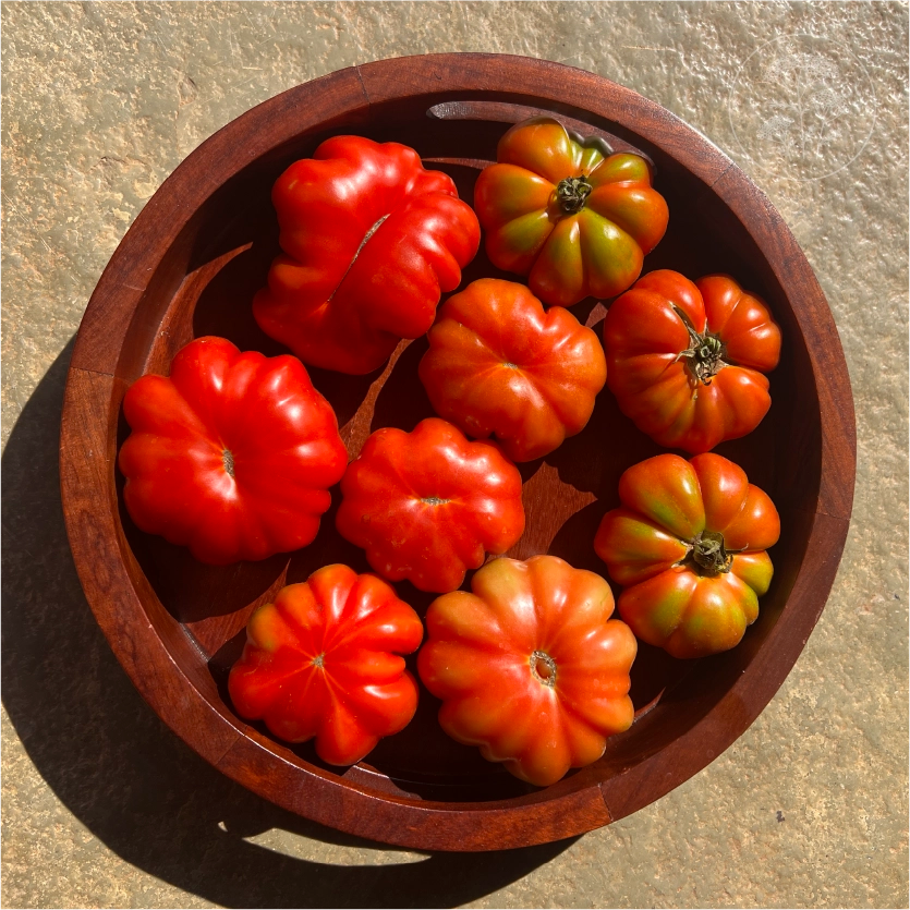 Costoluto Florentino Tomato