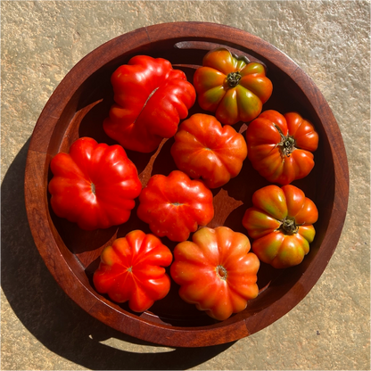 Costoluto Florentino Tomato