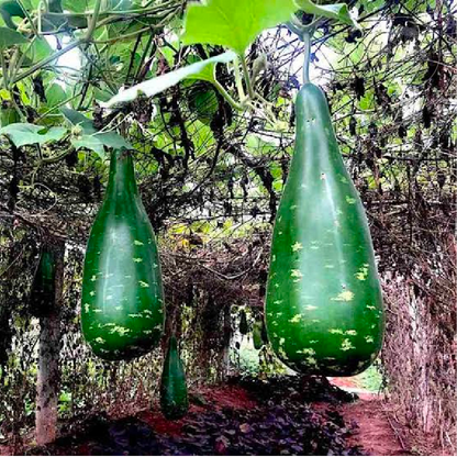 Dark Green Bottle Gourd