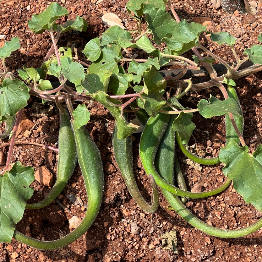 Devil's Claw