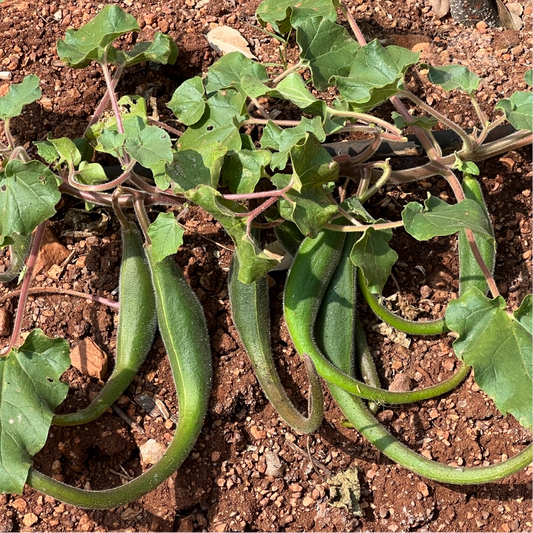 Devil's Claw
