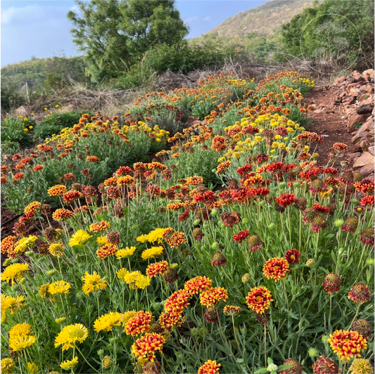 Double Sunset Gaillardia